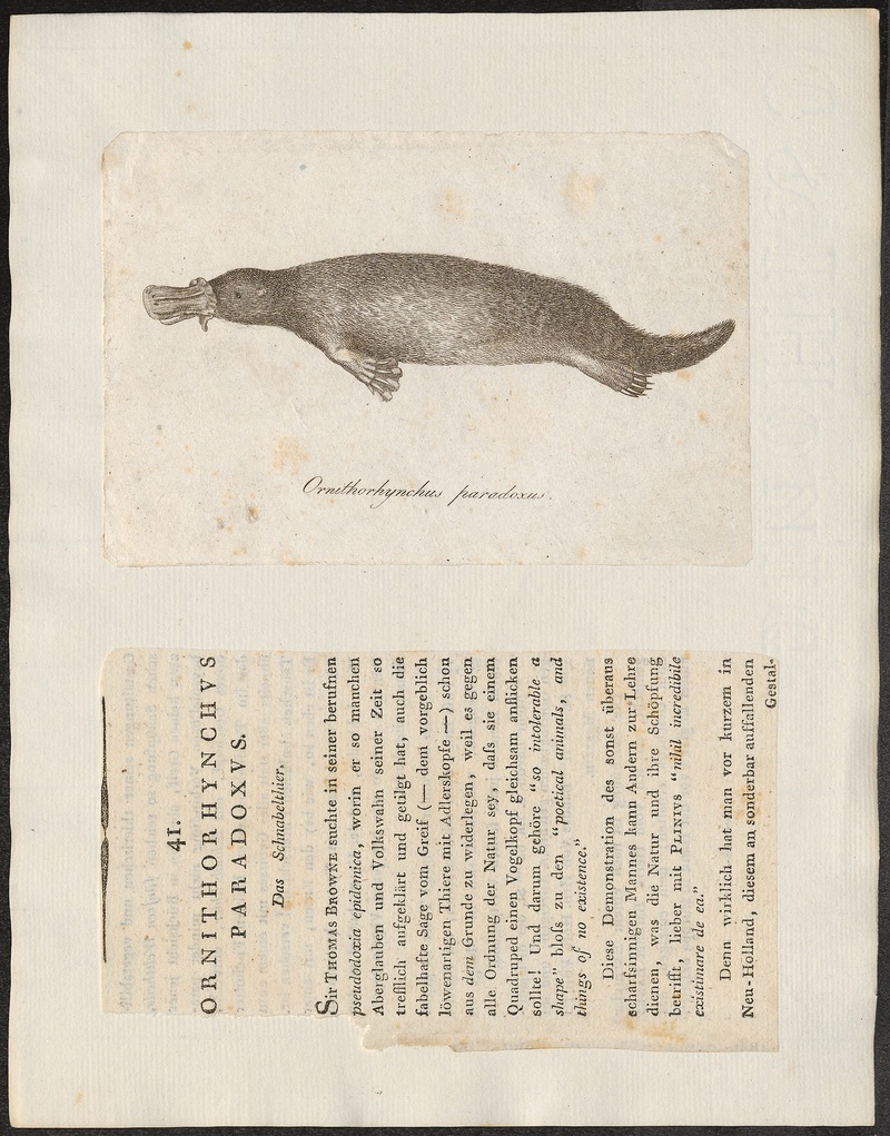 duck-billed platypus (Ornithorhynchus anatinus); DISPLAY FULL IMAGE.