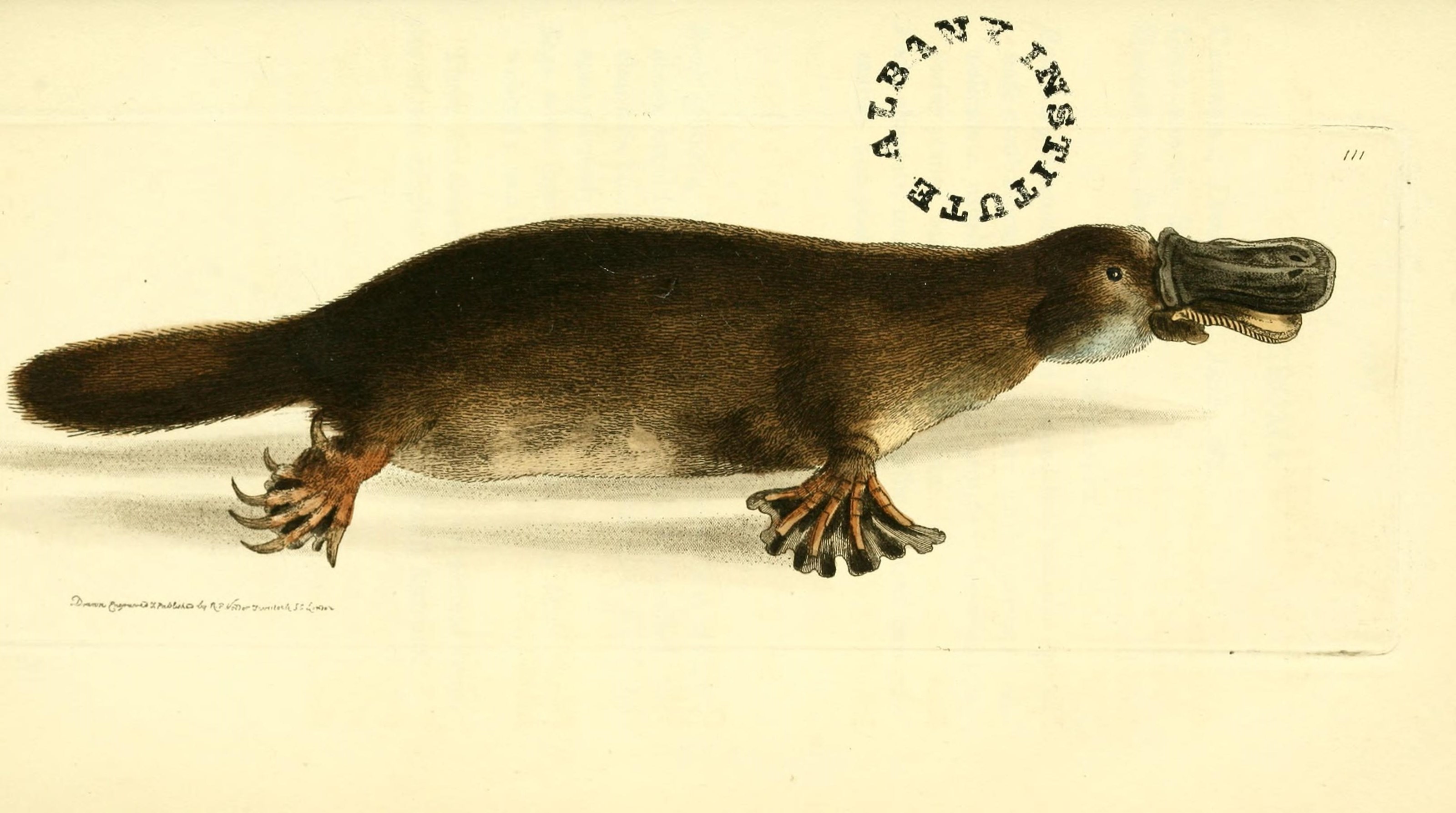 a picture of a duck billed platypus