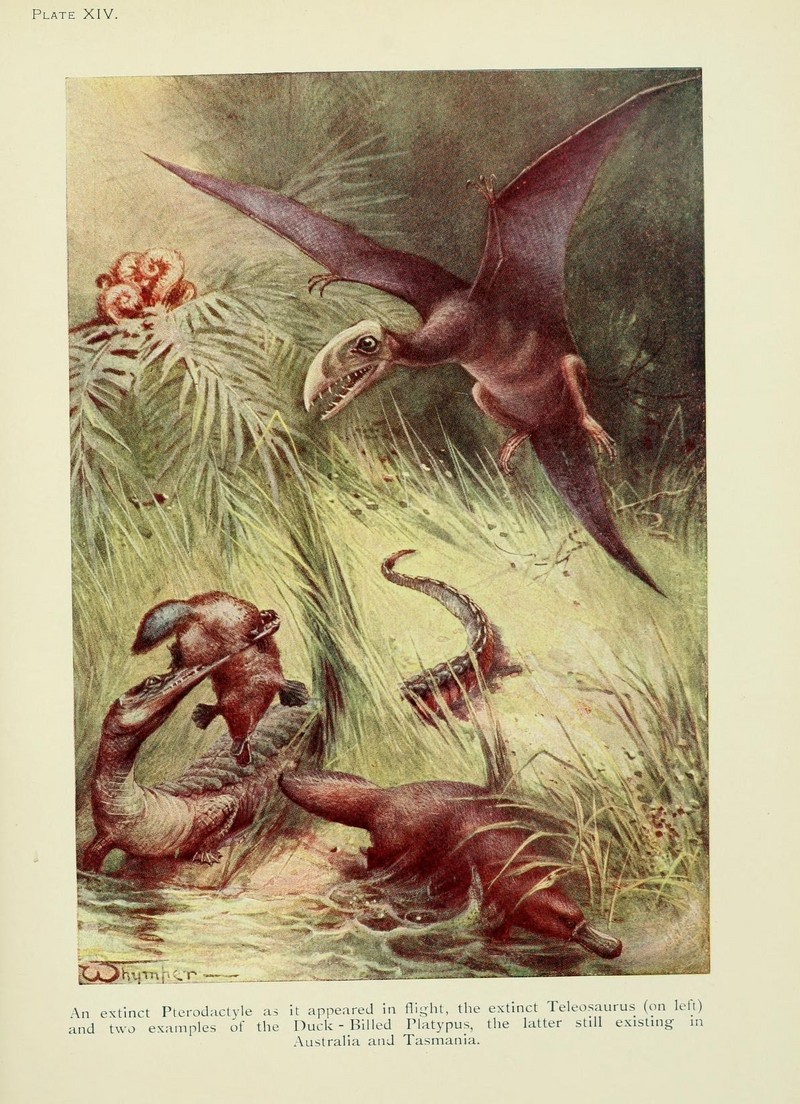 Pterodactylus antiquus, Teleosaurus, duck-billed platypus (Ornithorhynchus anatinus); DISPLAY FULL IMAGE.