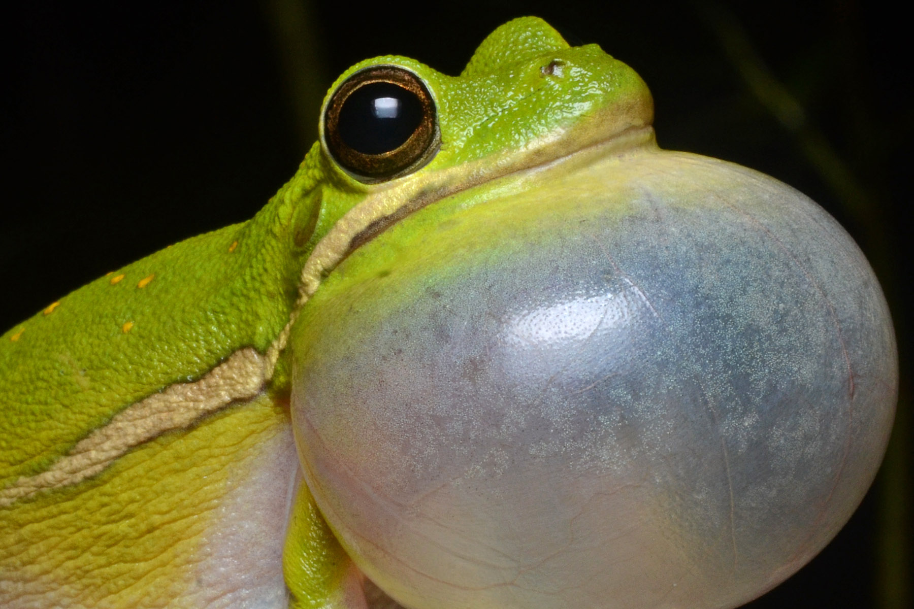 American green treefrog (Hyla cinerea); Image ONLY