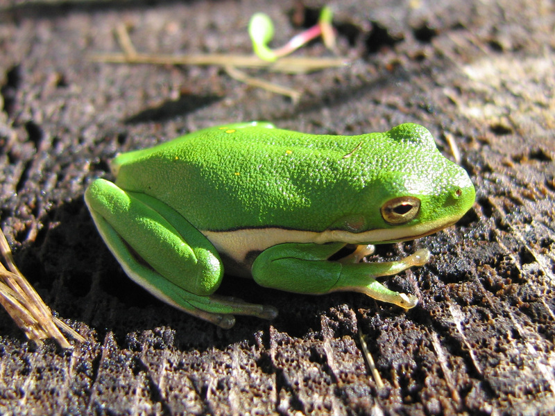American green treefrog (Hyla cinerea); DISPLAY FULL IMAGE.