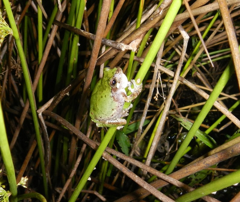 bird-voiced treefrog (Hyla avivoca); DISPLAY FULL IMAGE.