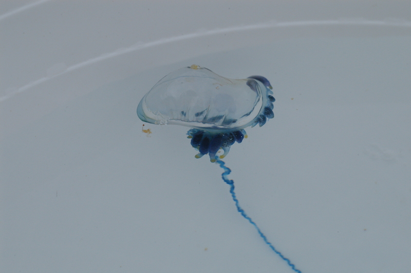 Indo-Pacific Portuguese Man-of-War (Physalia utriculus); DISPLAY FULL IMAGE.