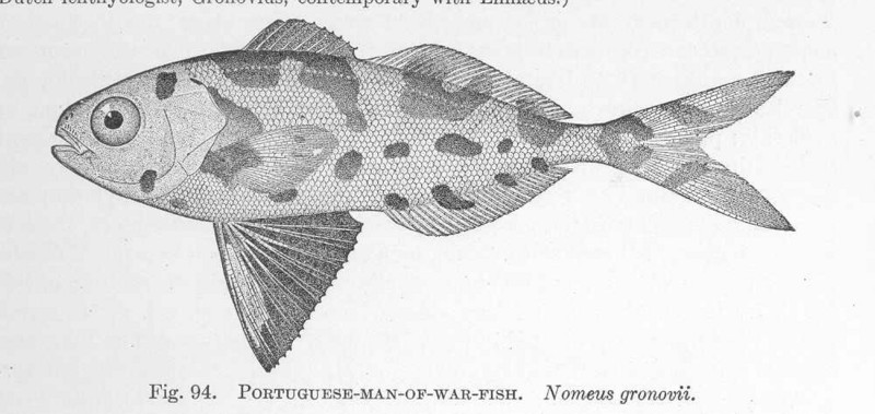 man-of-war fish (Nomeus gronovii); DISPLAY FULL IMAGE.