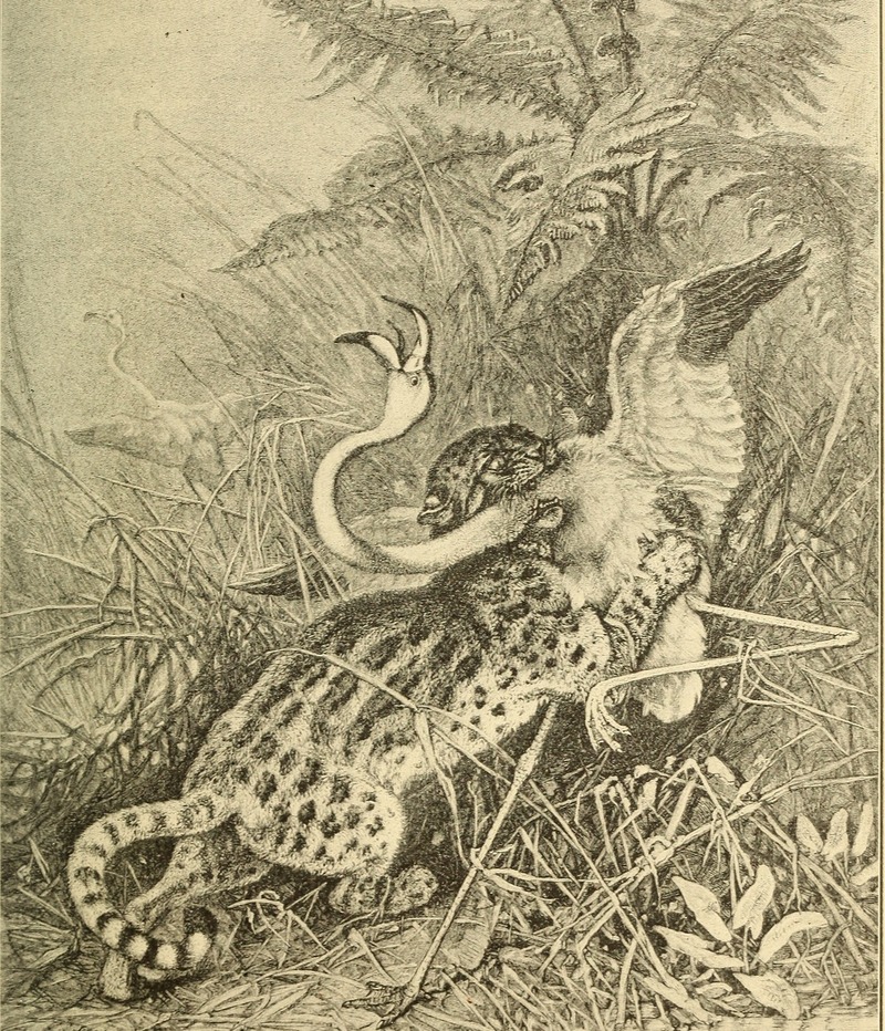 ocelot (Leopardus pardalis); DISPLAY FULL IMAGE.