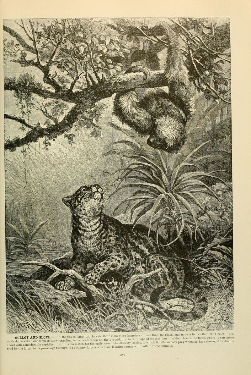ocelot (Leopardus pardalis), two-toed sloth (Choloepus sp.); DISPLAY FULL IMAGE.