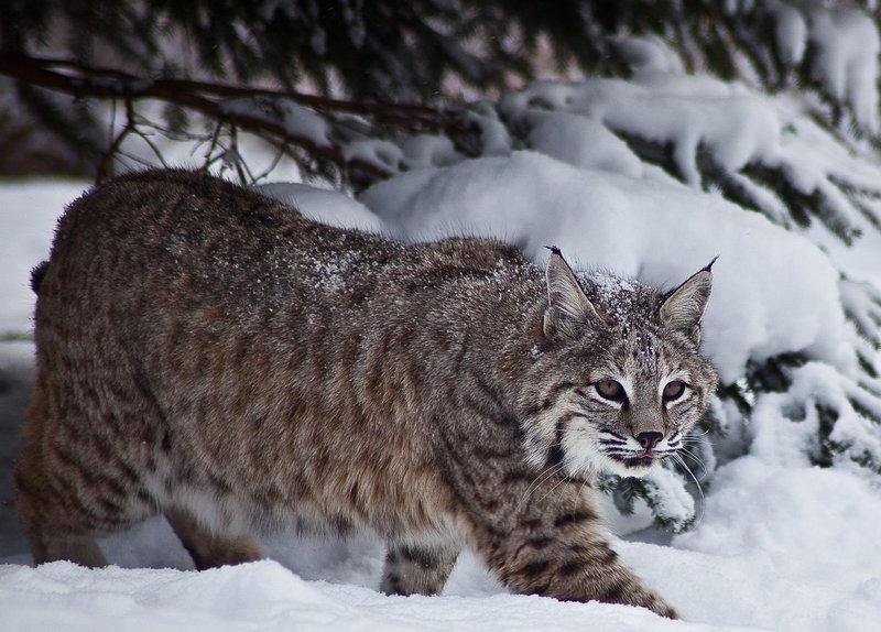 bobcat (Lynx rufus); DISPLAY FULL IMAGE.