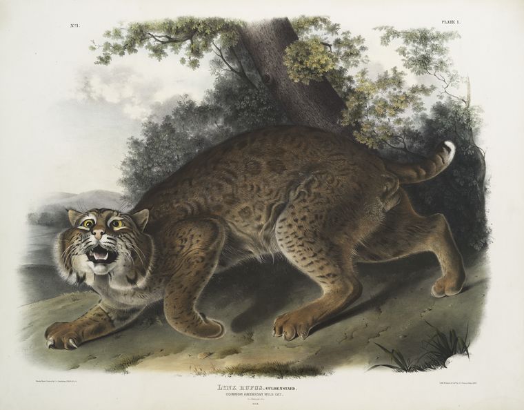 bobcat (Lynx rufus); Image ONLY