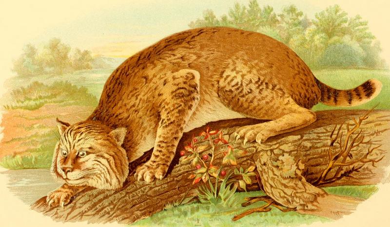 bobcat (Lynx rufus); DISPLAY FULL IMAGE.