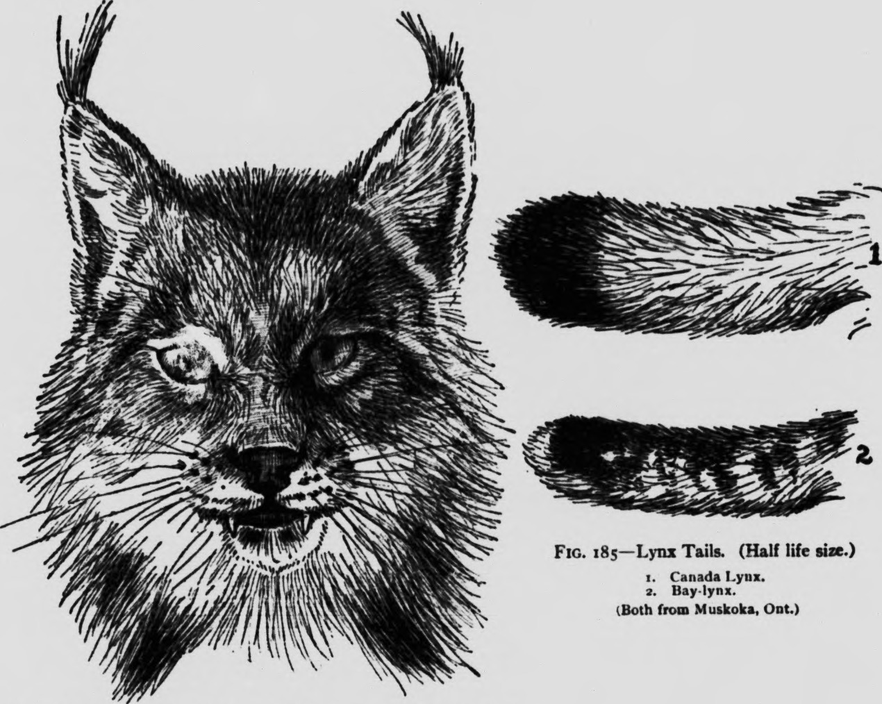 Canada lynx (Lynx canadensis), bobcat (Lynx rufus); Image ONLY