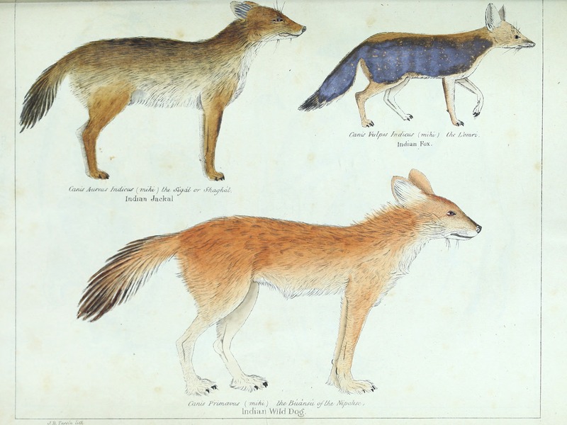 Indian jackal (Canis aureus indicus), Bengal fox (Vulpes bengalensis), dhole (Cuon alpinus); DISPLAY FULL IMAGE.