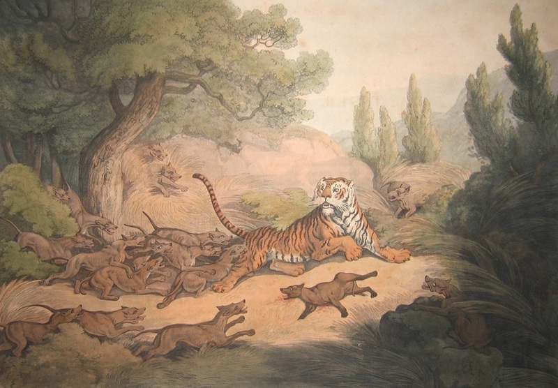 dhole (Cuon alpinus), Bengal tiger (Panthera tigris tigris); DISPLAY FULL IMAGE.