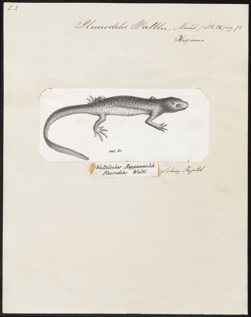 Iberian ribbed newt (Pleurodeles waltl); DISPLAY FULL IMAGE.