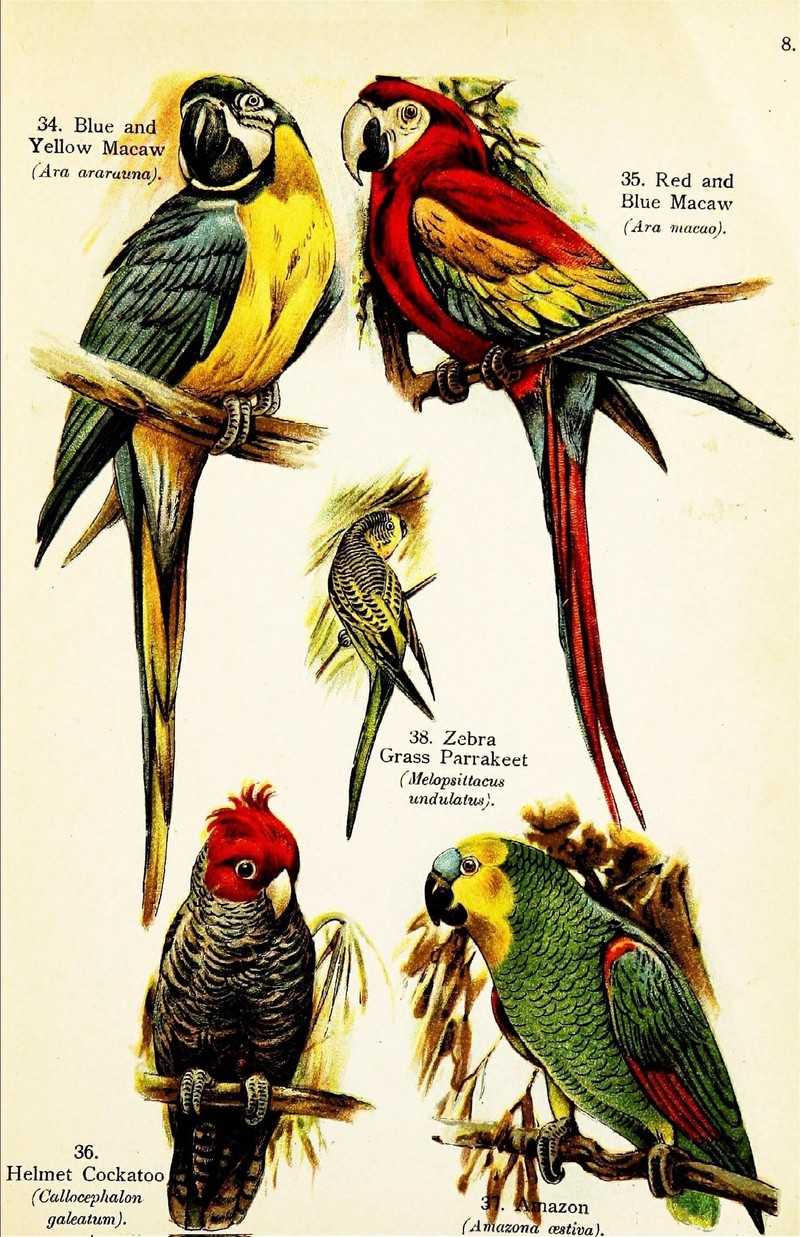 blue-and-yellow macaw (Ara ararauna), scarlet macaw (Ara macao), budgerigar (Melopsittacus undulatus), gang-gang cockatoo (Callocephalon fimbriatum), turquoise-fronted amazon (Amazona aestiva); DISPLAY FULL IMAGE.