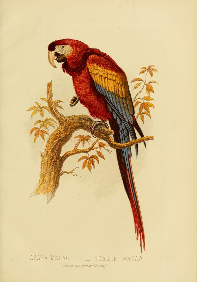 scarlet macaw (Ara macao); DISPLAY FULL IMAGE.