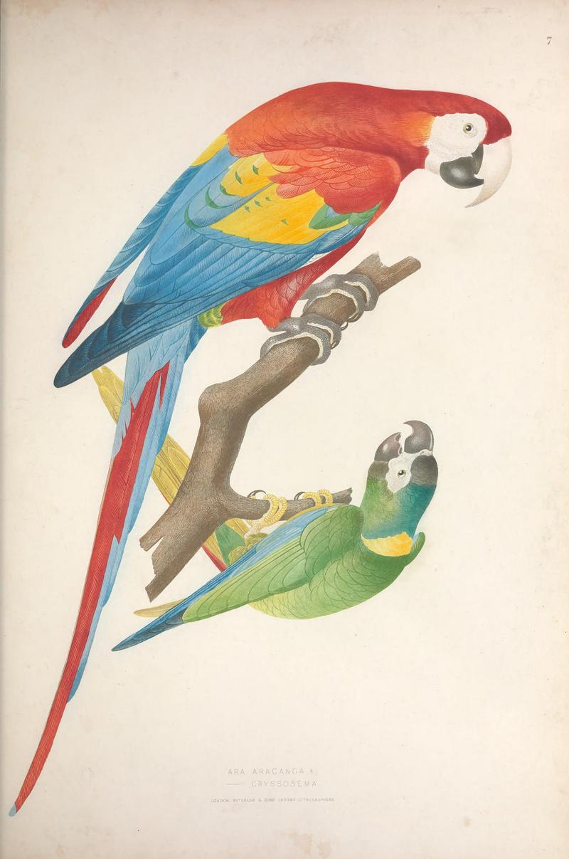 scarlet macaw (Ara macao), golden-collared macaw (Primolius auricollis); DISPLAY FULL IMAGE.
