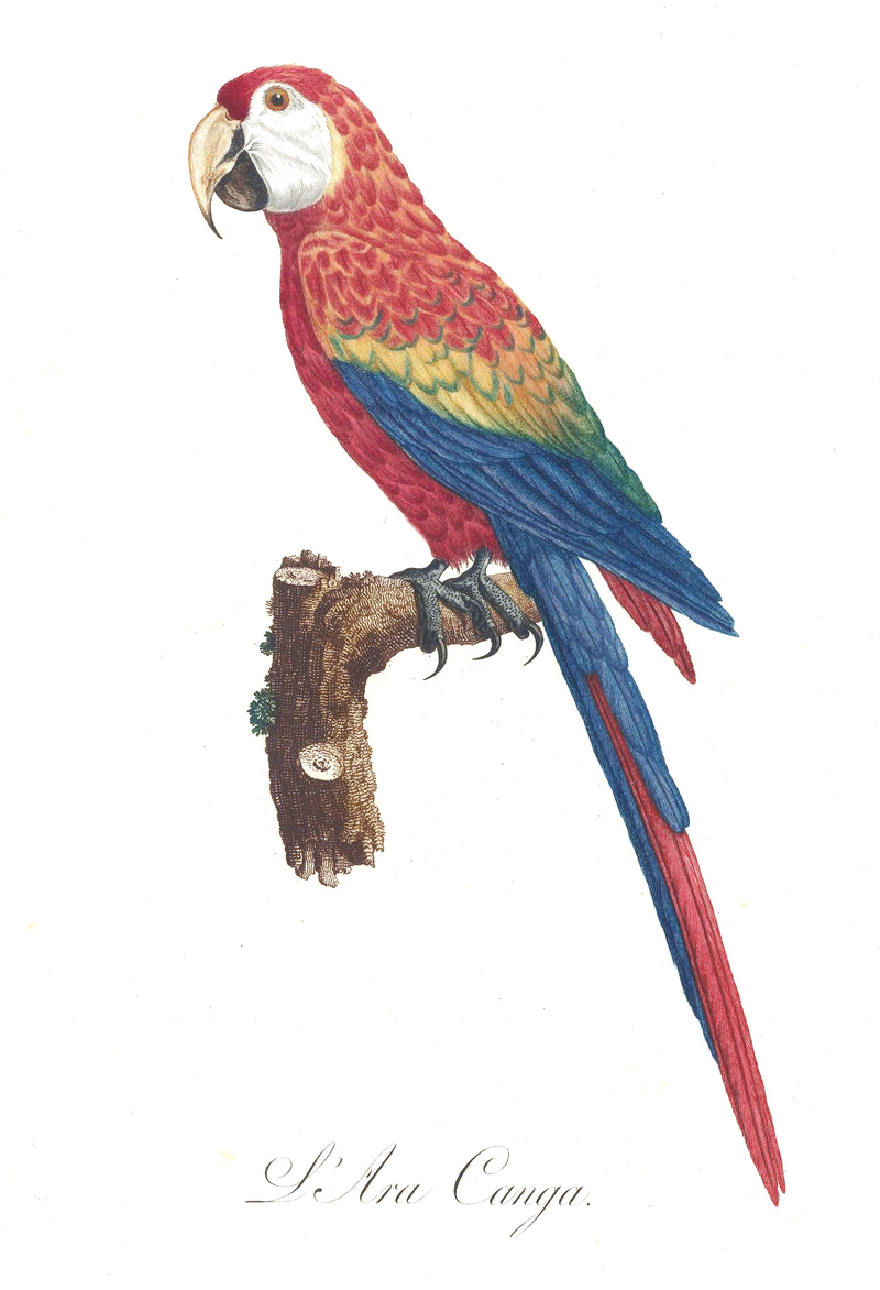 scarlet macaw (Ara macao); DISPLAY FULL IMAGE.
