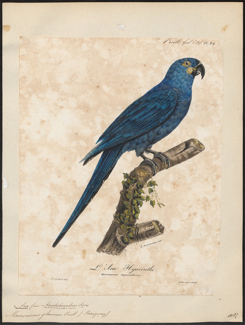 glaucous macaw (Anodorhynchus glaucus); DISPLAY FULL IMAGE.