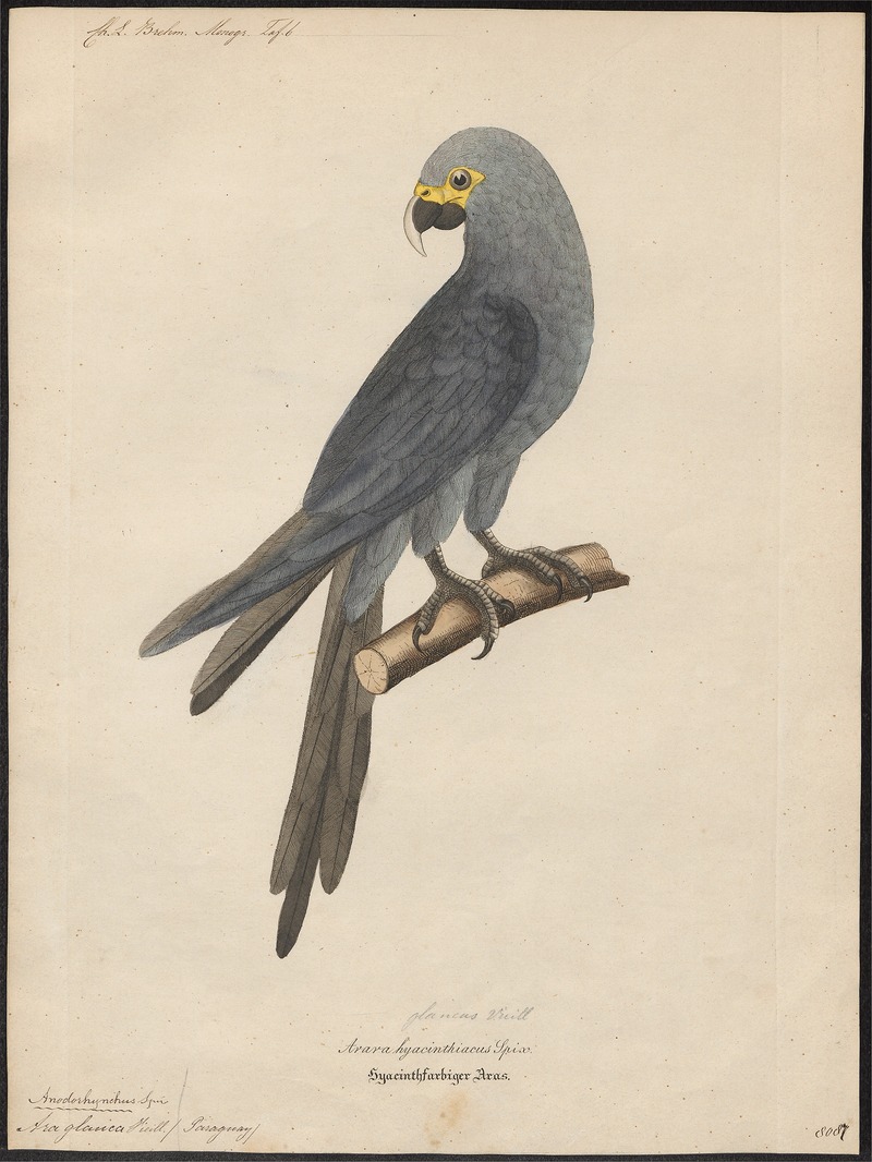 glaucous macaw (Anodorhynchus glaucus); DISPLAY FULL IMAGE.