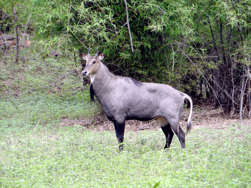 nilgai, blue bull (Boselaphus tragocamelus); DISPLAY FULL IMAGE.
