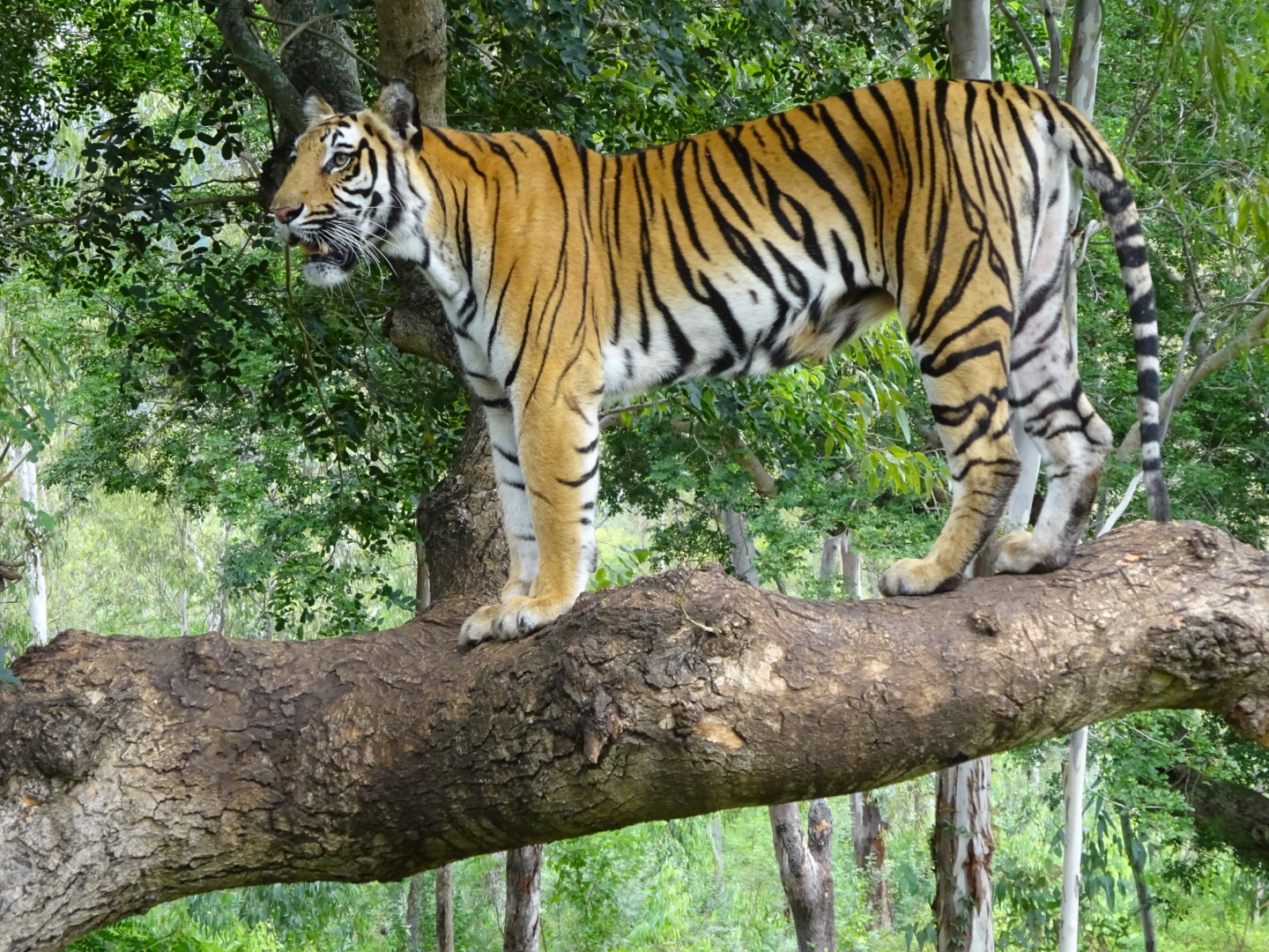 Bengal Tiger Panthera Tigris Tigris Image Only