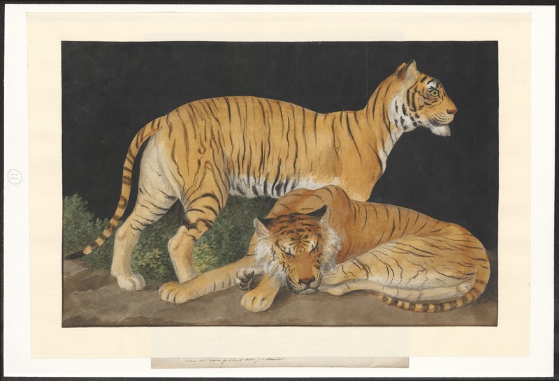Bengal tiger (Panthera tigris tigris); DISPLAY FULL IMAGE.