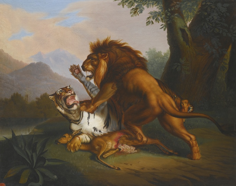 Lion (Panthera leo), tiger (Panthera tigris); DISPLAY FULL IMAGE.