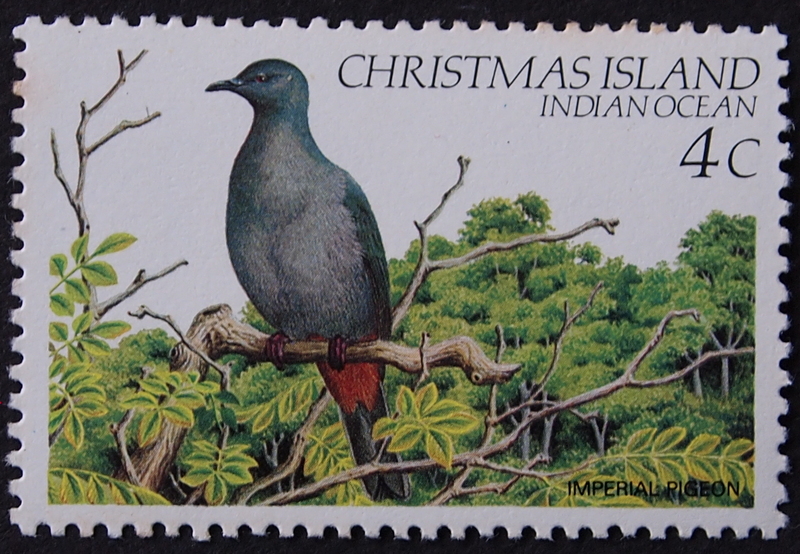 Christmas imperial pigeon (Ducula whartoni); DISPLAY FULL IMAGE.