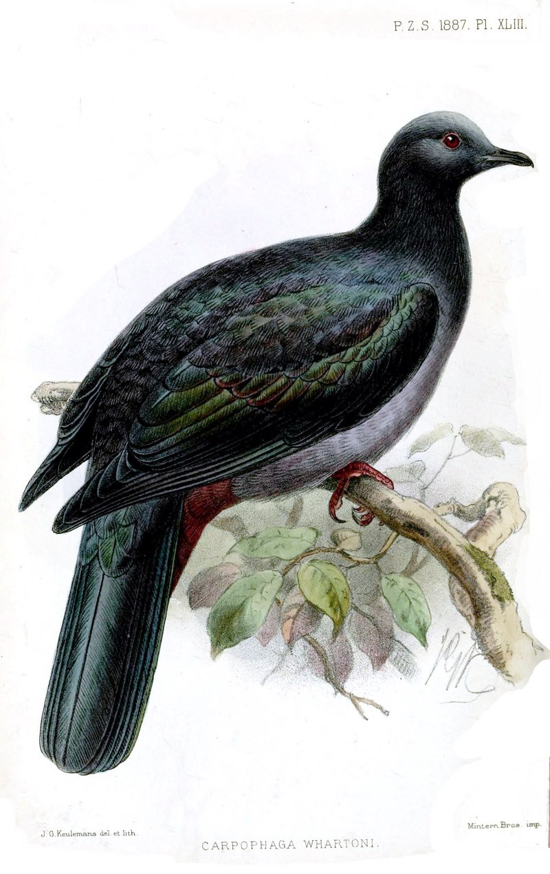 Christmas imperial pigeon (Ducula whartoni); DISPLAY FULL IMAGE.