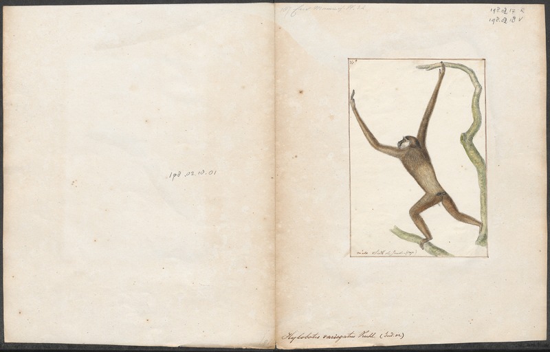 lar gibbon (Hylobates lar); DISPLAY FULL IMAGE.