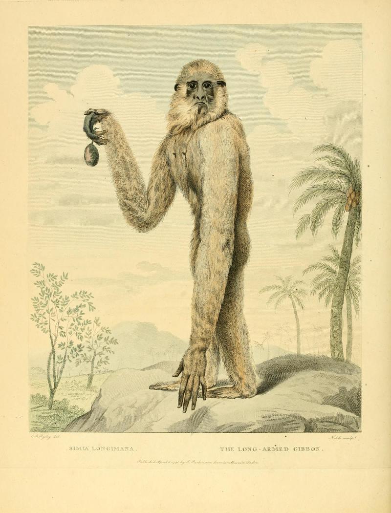 lar gibbon (Hylobates lar); DISPLAY FULL IMAGE.