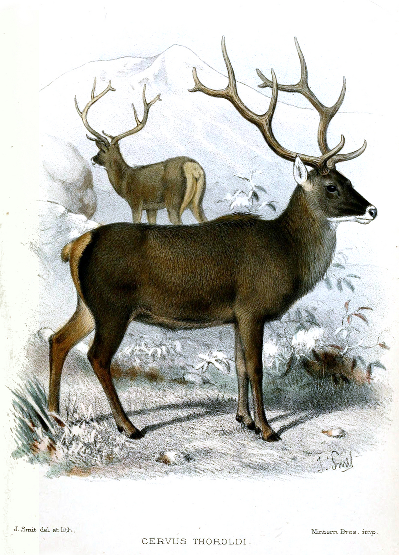 Thorold's deer, white-lipped deer (Cervus albirostris); DISPLAY FULL IMAGE.