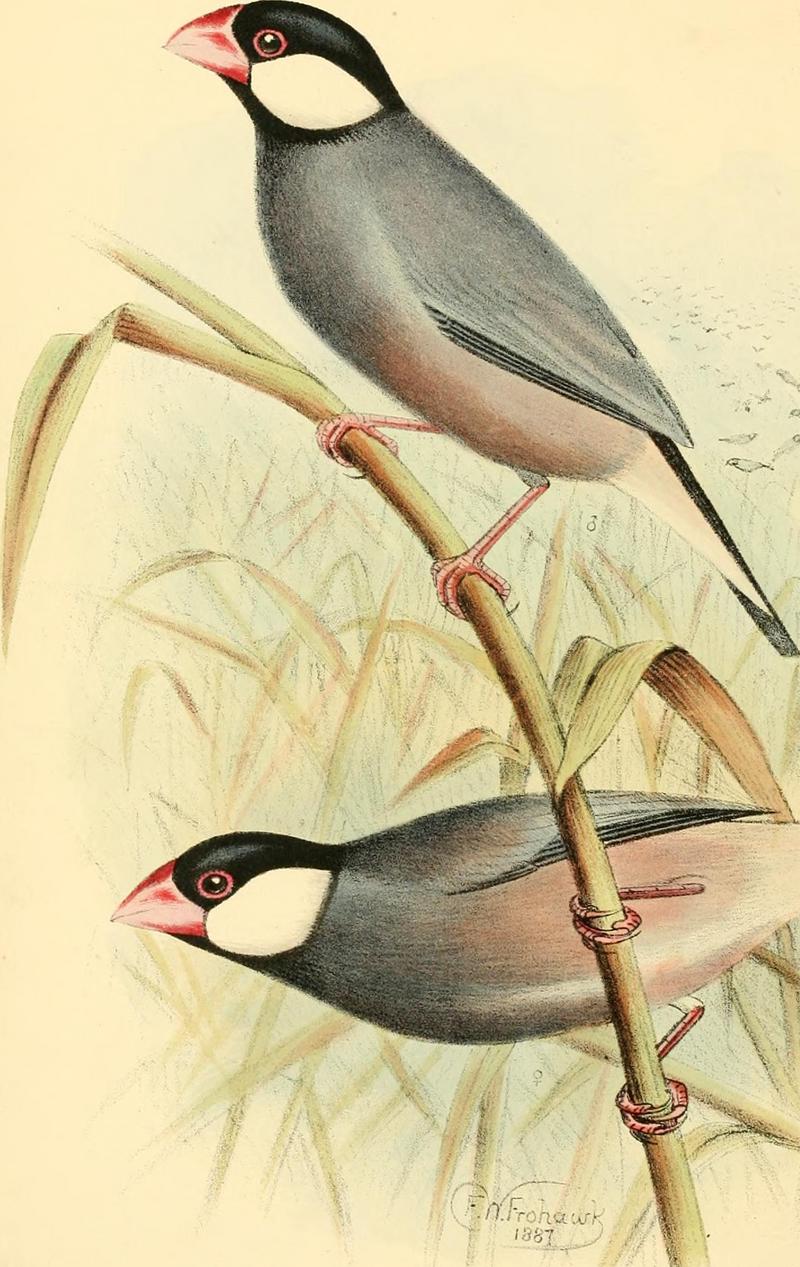 Java sparrow (Lonchura oryzivora); DISPLAY FULL IMAGE.