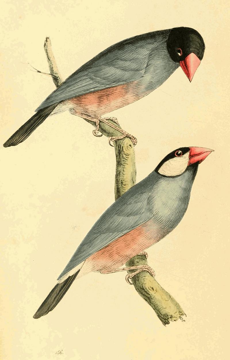 Java sparrow (Lonchura oryzivora); DISPLAY FULL IMAGE.