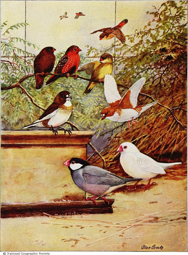 red avadavat / strawberry finch (Amandava amandava), society finch (Lonchura striata domestica), Java sparrow (Lonchura oryzivora); DISPLAY FULL IMAGE.