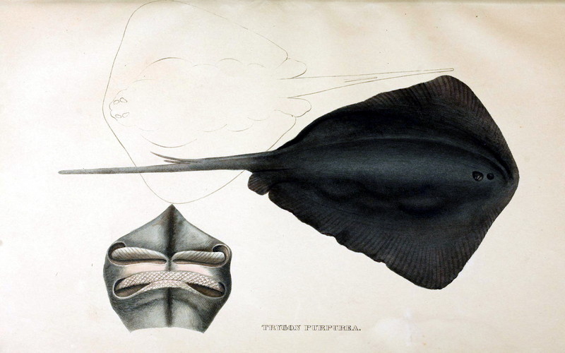 pelagic stingray (Pteroplatytrygon violacea); DISPLAY FULL IMAGE.
