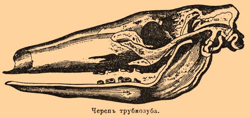 aardvark (Orycteropus afer); DISPLAY FULL IMAGE.