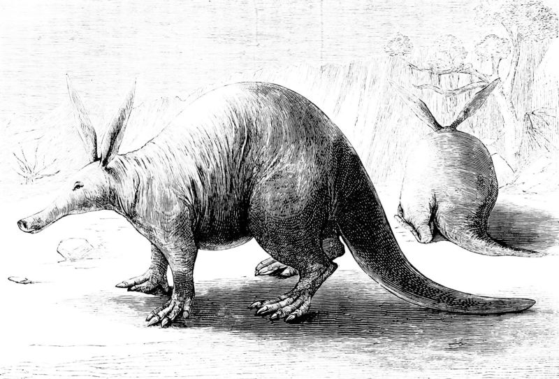 aardvark (Orycteropus afer); DISPLAY FULL IMAGE.
