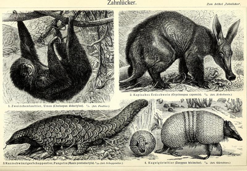 Linnaeus's two-toed sloth (Choloepus didactylus), aardvark (Orycteropus afer), Chinese pangolin (Manis pentadactyla), Brazilian three-banded armadillo (Tolypeutes tricinctus); DISPLAY FULL IMAGE.