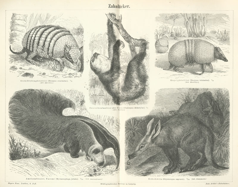 six-banded armadillo (Euphractus sexcinctus), Linnaeus's two-toed sloth (Choloepus didactylus), Brazilian three-banded armadillo (Tolypeutes tricinctus), giant anteater (Myrmecophaga tridactyla), aardvark (Orycteropus afer); DISPLAY FULL IMAGE.