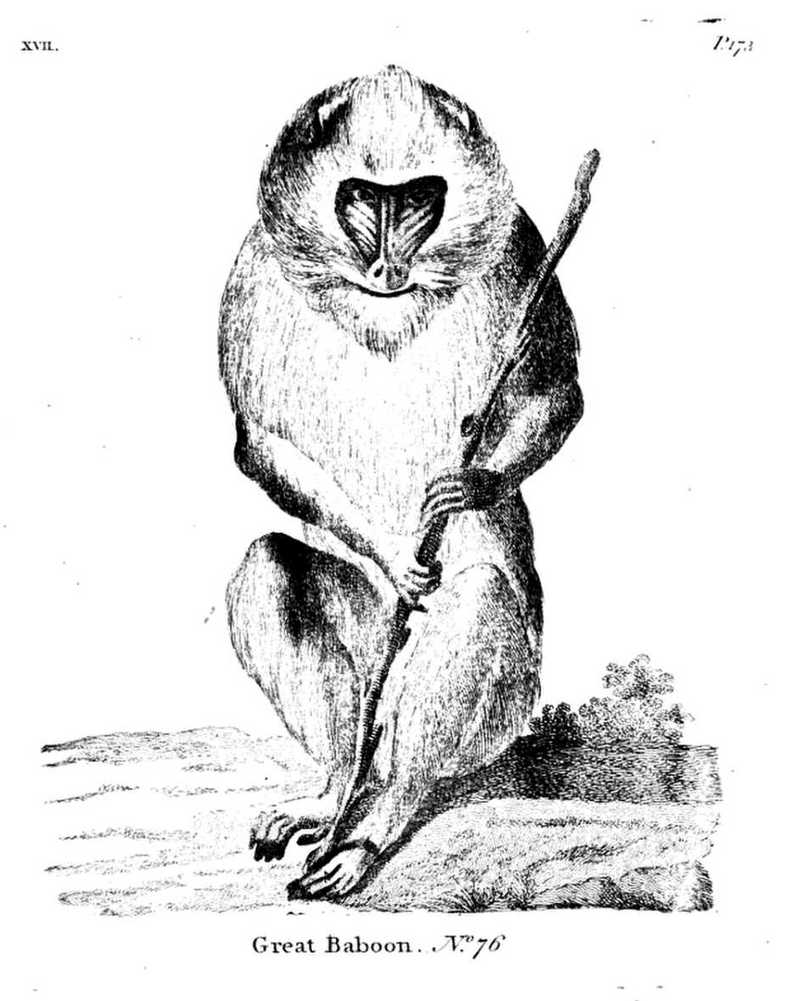 mandrill (Mandrillus sphinx); DISPLAY FULL IMAGE.