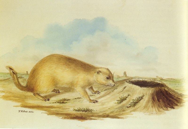 black-tailed prairie dog (Cynomys ludovicianus); DISPLAY FULL IMAGE.