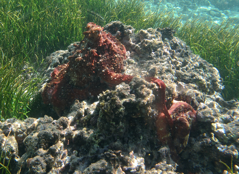 day octopus (Octopus cyanea); DISPLAY FULL IMAGE.