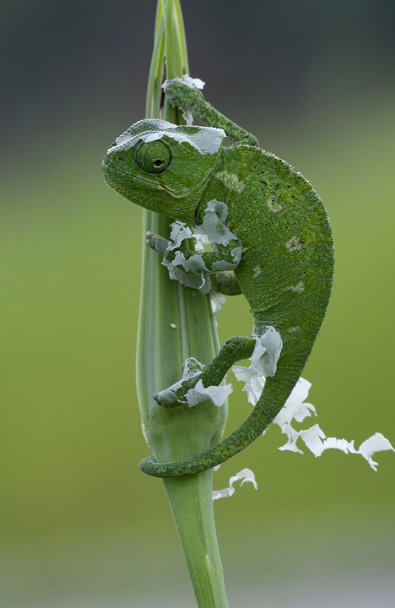 common chameleon, Mediterranean chameleon (Chamaeleo chamaeleon); DISPLAY FULL IMAGE.