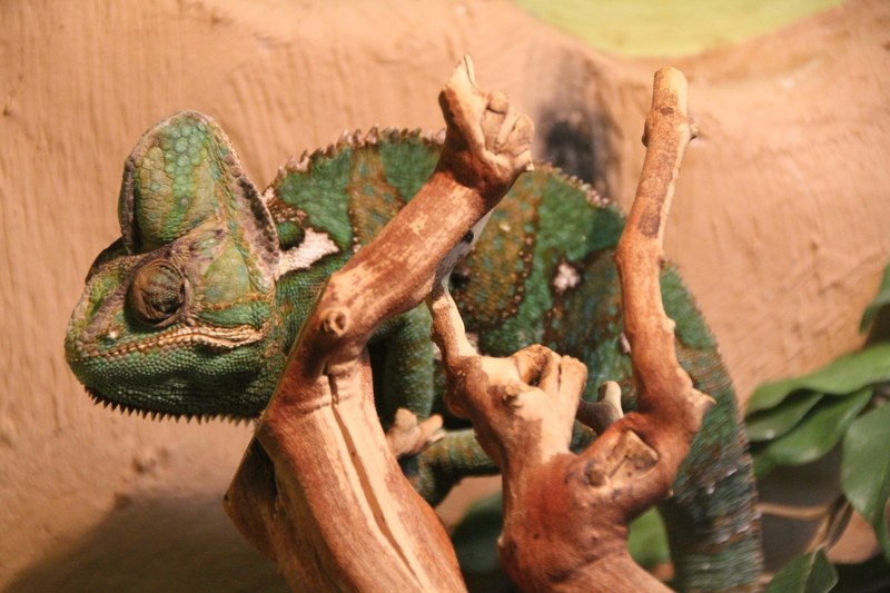 common chameleon, Mediterranean chameleon (Chamaeleo chamaeleon); DISPLAY FULL IMAGE.