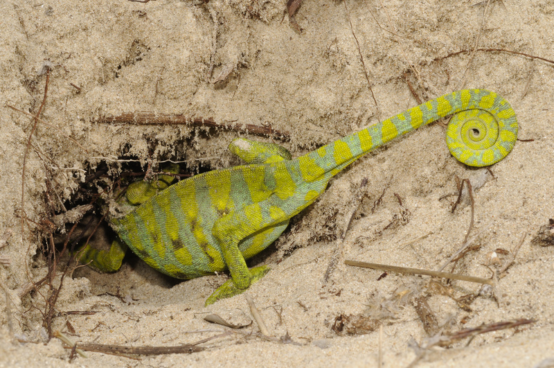 African chameleon (Chamaeleo africanus); DISPLAY FULL IMAGE.