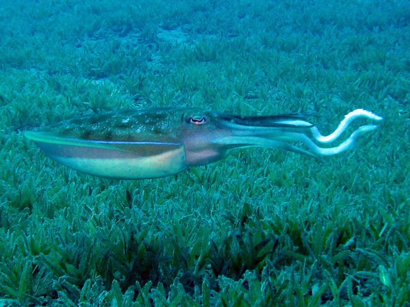 pharaoh cuttlefish (Sepia pharaonis); DISPLAY FULL IMAGE.