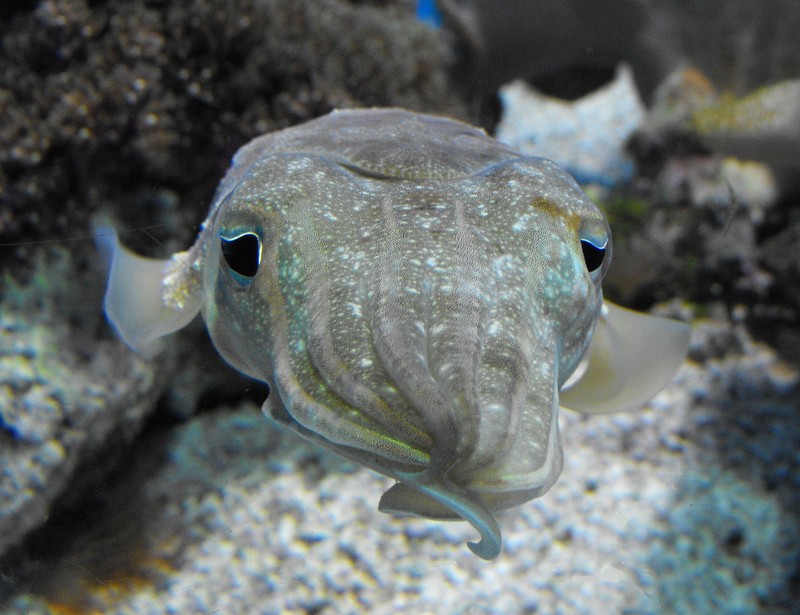 pharaoh cuttlefish (Sepia pharaonis); DISPLAY FULL IMAGE.