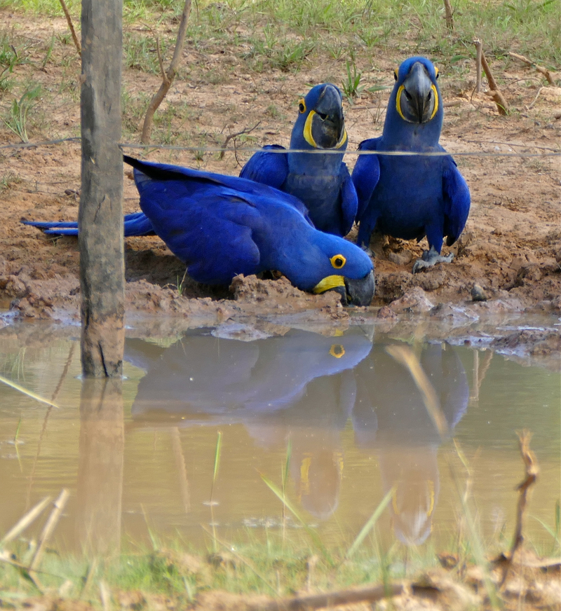 hyacinth macaw, hyacinthine macaw (Anodorhynchus hyacinthinus); DISPLAY FULL IMAGE.
