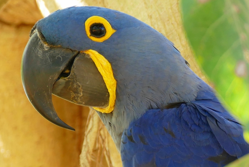 hyacinth macaw (Anodorhynchus hyacinthinus); DISPLAY FULL IMAGE.